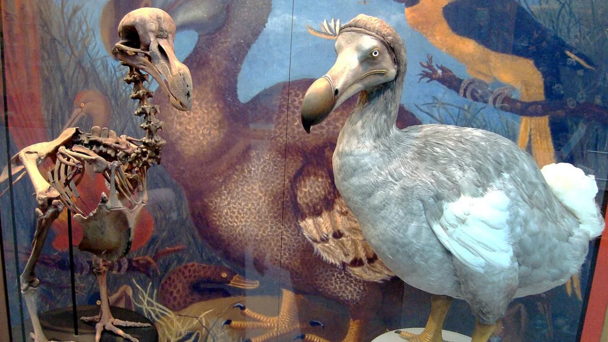 Dodo — фото: Wikipedia